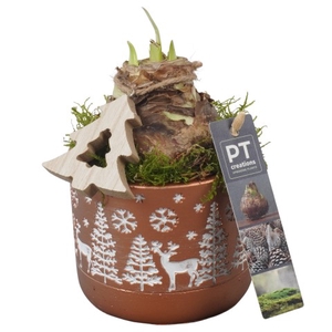 PTACH5849 Arrangementen Kerst