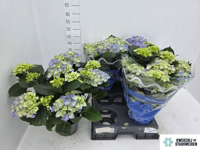 <h4>HYDR M EARLY BLUE</h4>