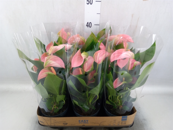 Anthurium andr. 'Joli'