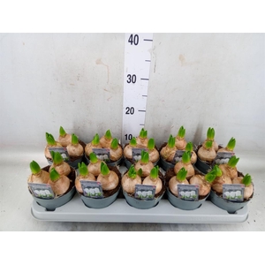 Hyacinthus orie. 'Pearl White'