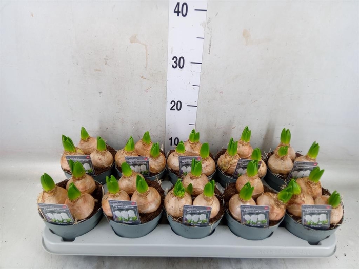<h4>Hyacinthus orie. 'Pearl White'</h4>