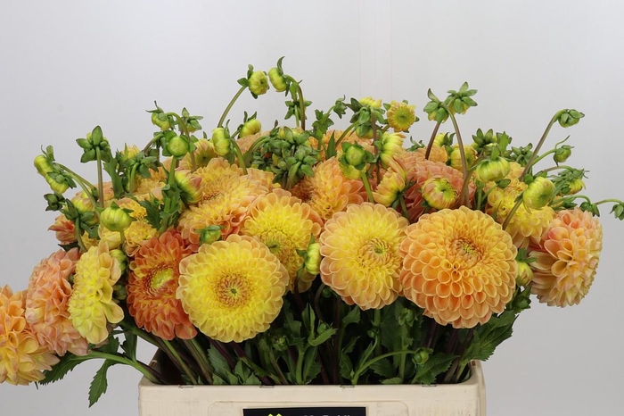 <h4>Dahlia Jowey Goldy</h4>
