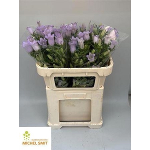 Camp M Champion Lavender
