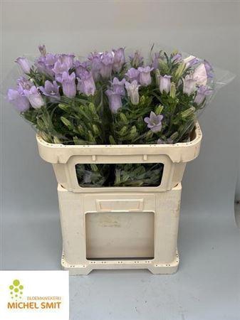 <h4>Camp M Champion Lavender</h4>
