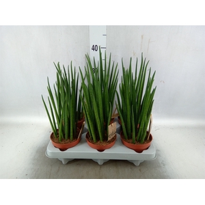 Sansevieria bacularis