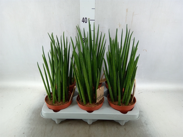 <h4>Sansevieria bacularis</h4>