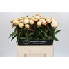 Paeonia Dr F.G. Brethour
