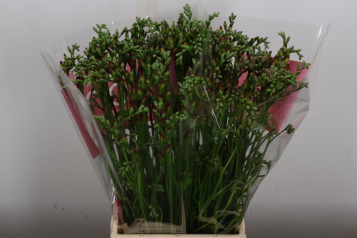 <h4>Freesia EN 'Red Passion'</h4>