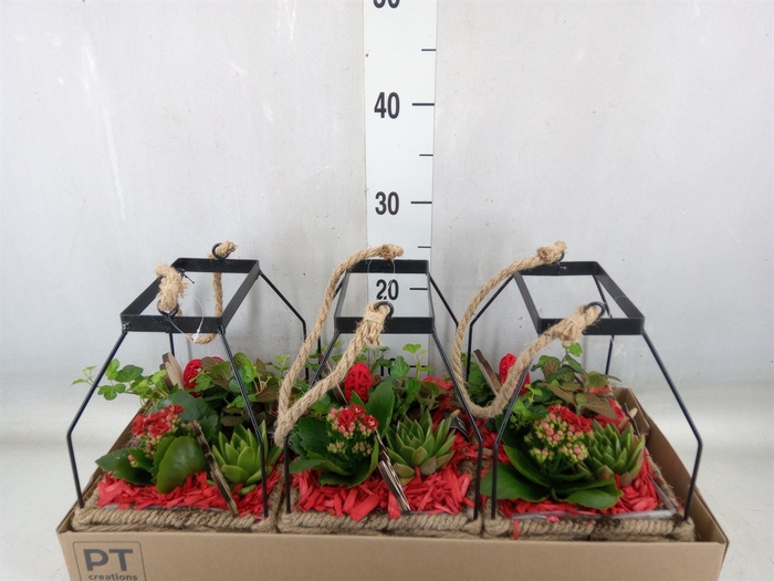 <h4>Arr.   Planten H%</h4>