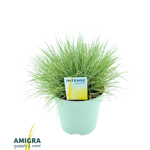 Festuca glauca AmiGold®