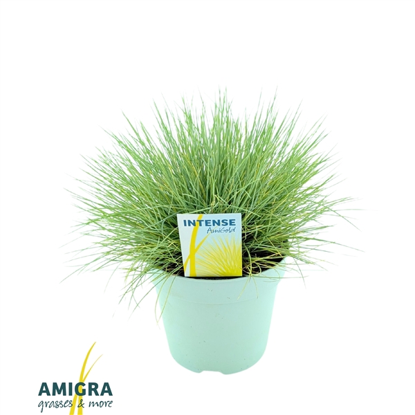 Festuca glauca AmiGold®