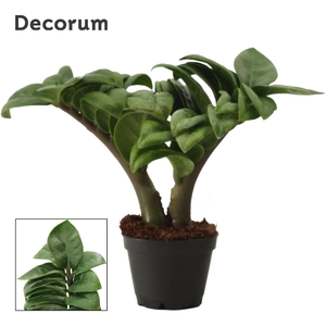 Zamioculcas Zenzi V-Leaf 6 cm Decorum, 2 veren