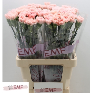 Di St Jodie EMF