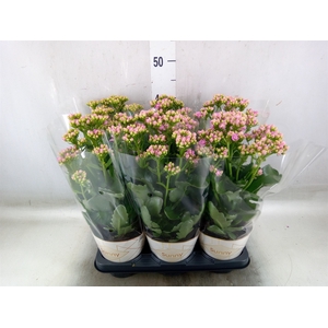 Kalanchoe  'RoseFlow Graceful Pink'