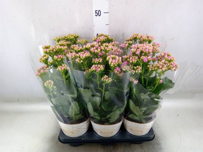 <h4>Kalanchoe  'RoseFlow Graceful Pink'</h4>