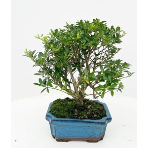 ilex crenata, 15 cm broom without drip tray