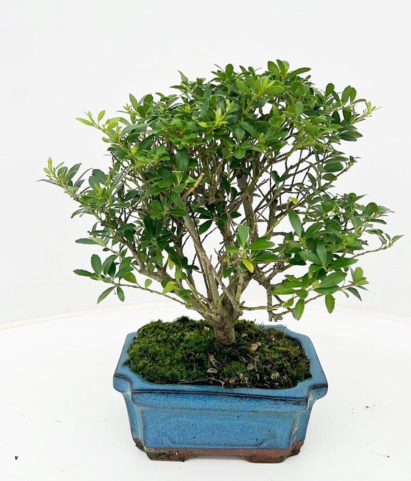 <h4>ilex crenata, 15 cm broom without drip tray</h4>