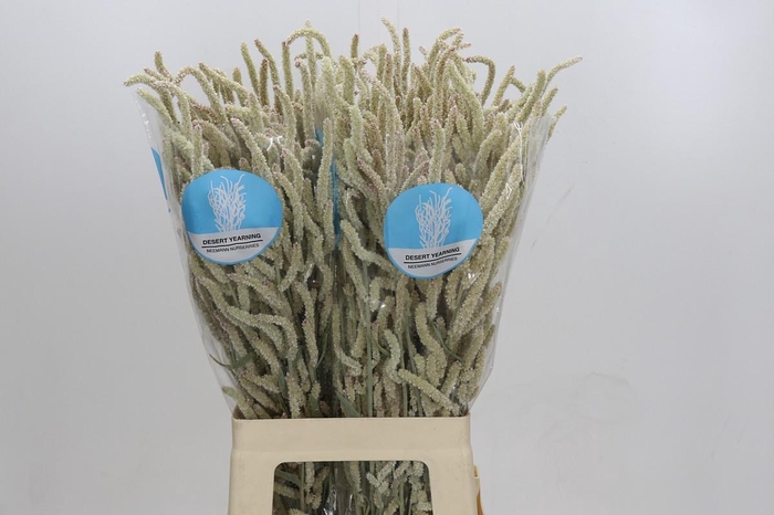 <h4>Amaranthus Yearming Desert</h4>