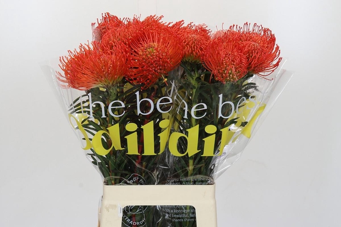 <h4>Nutans Succession</h4>