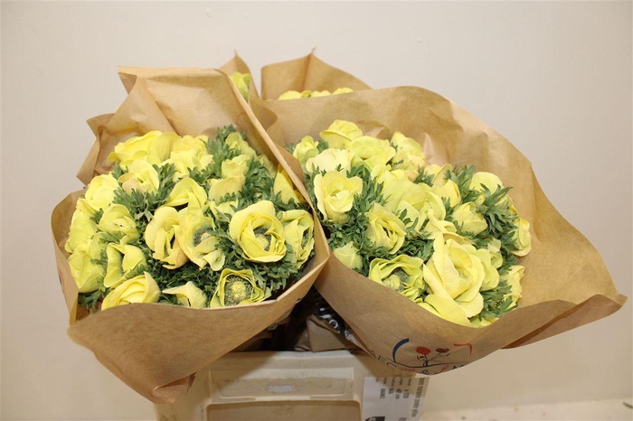 <h4>Anem Marianne Powder Yellow</h4>