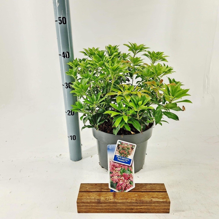 <h4>Pieris Passion</h4>