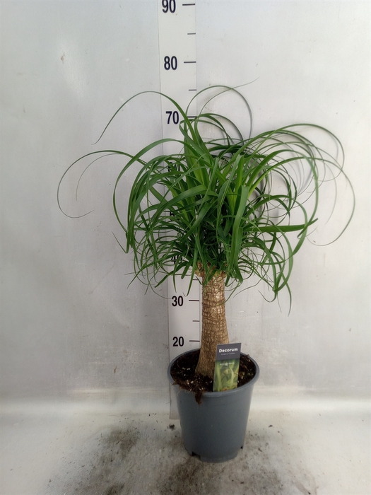 <h4>Beaucarnea recurvata</h4>