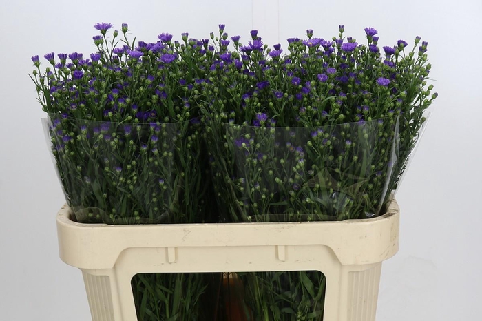 <h4>Aster Casamare</h4>