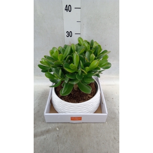 Crassula  'Magical Tree'