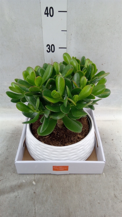 <h4>Crassula  'Magical Tree'</h4>