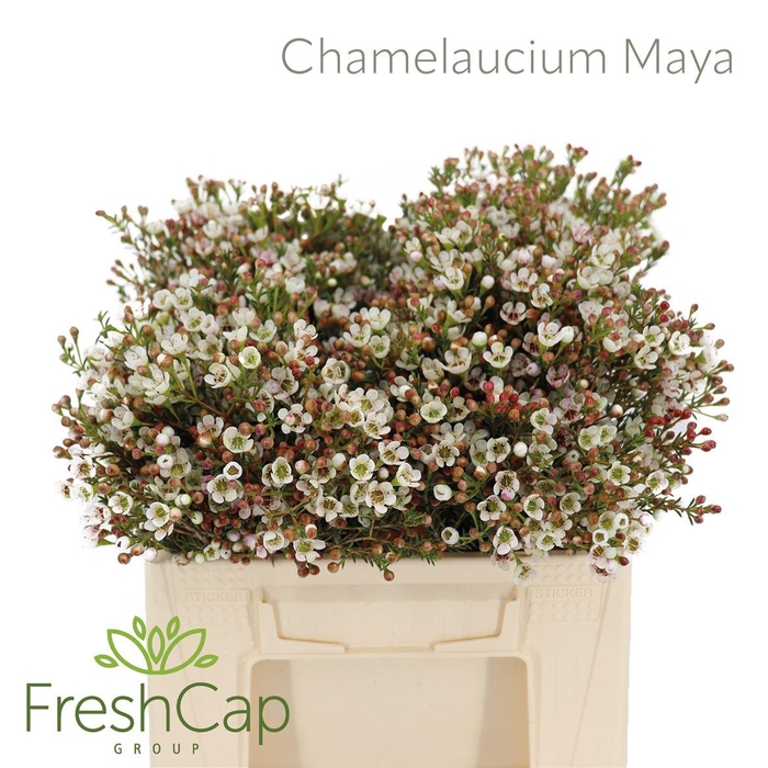 <h4>Chamelaucium 'Maya'</h4>
