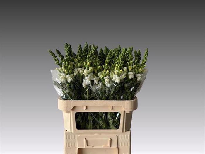 <h4>Antir Avignon White Kali Westland</h4>