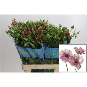 Ranunculus Butterfly Hera