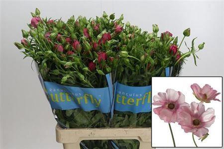 <h4>Ranunculus Butterfly Hera</h4>