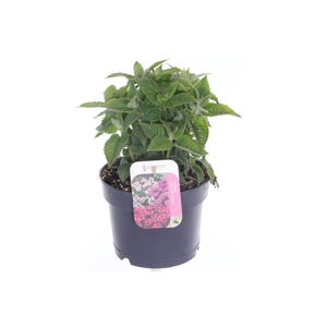 Monarda lam. Elegant Purple