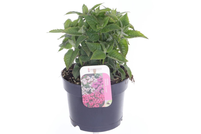 <h4>Monarda lam. Elegant Purple</h4>