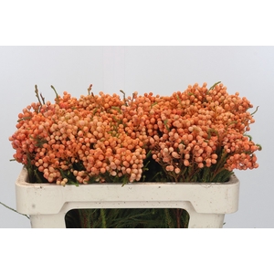 Kaaps Groen Lanug. Orange