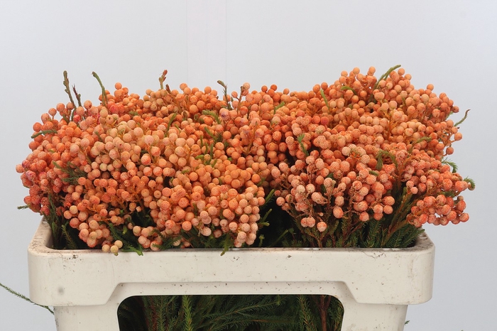<h4>Kaaps Groen Lanug. Orange</h4>