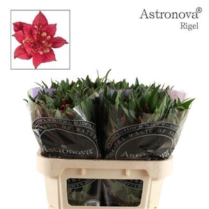 Alstr Astronova Rigel