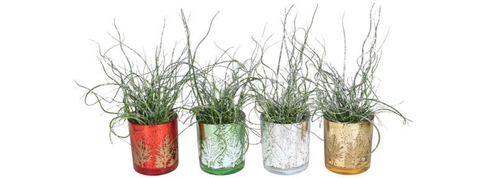 <h4>JUNCUS SPIRALLIS</h4>