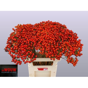 ROSA MANDARIN HIPHOP