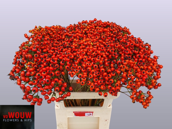 <h4>ROSA MANDARIN HIPHOP</h4>