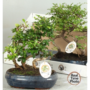 BONSAI GEM