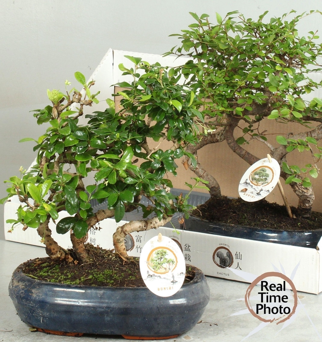 <h4>BONSAI GEM</h4>