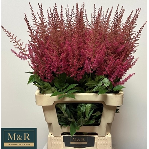 ASTIL AR ELSE SCHLUC