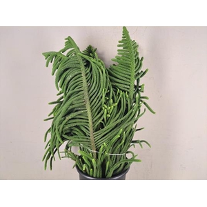 Araucaria Heterophylla Bs 1kg