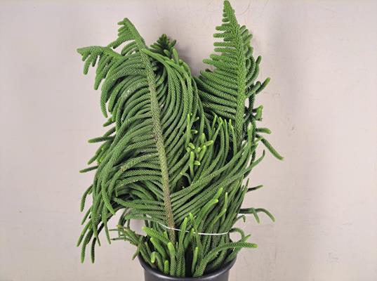 <h4>Araucaria Heterophylla Bs 1kg</h4>