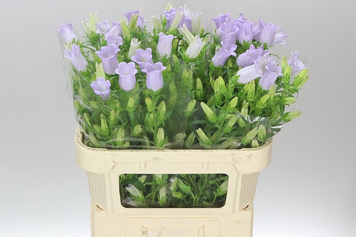<h4>Campanula M Champ Lilac</h4>