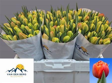 <h4>Tu Du Icoon</h4>