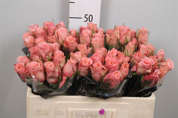 <h4>R Gr Maureen</h4>