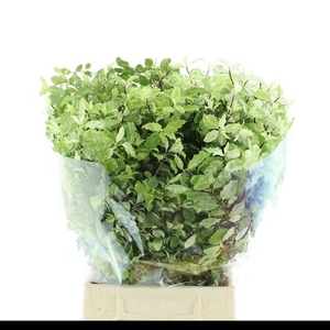 PITTOSPORUM BS